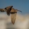 Koliha mala - Numenius phaeopus - Whimbrel o9185